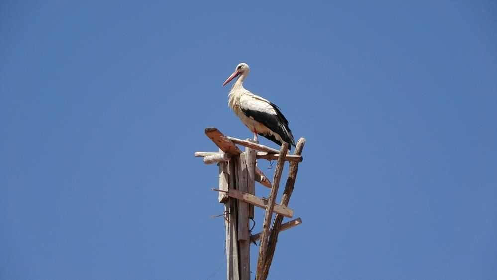 Muş Ovası’nın sevimli misafirleri leylekler, yavrularını uzun göçe hazırlıyor - Sayfa 7