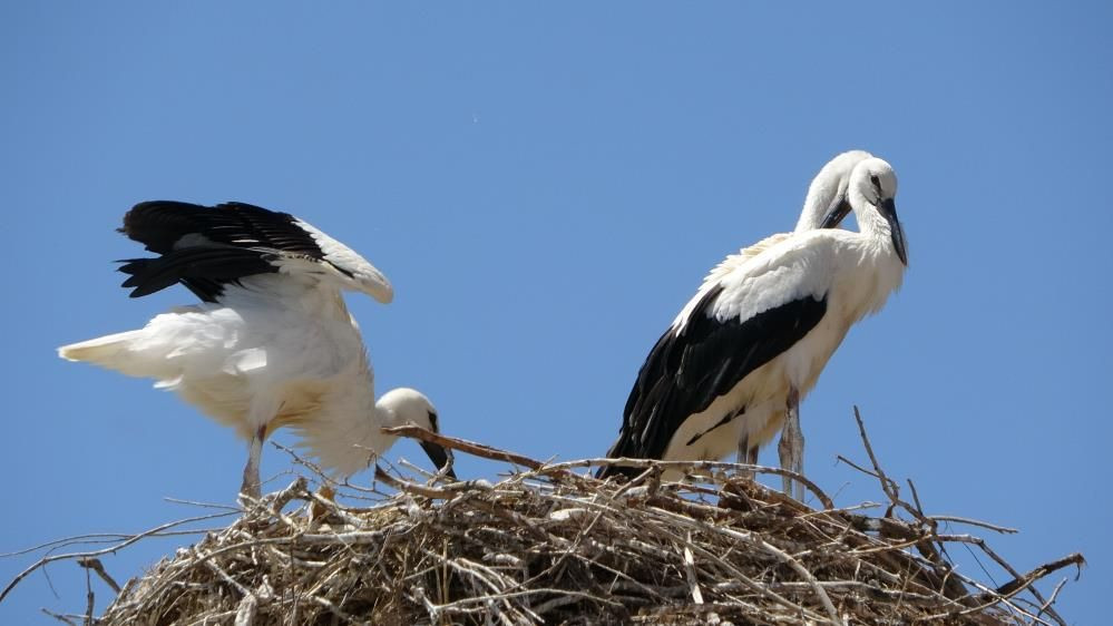 Muş Ovası’nın sevimli misafirleri leylekler, yavrularını uzun göçe hazırlıyor - Sayfa 8
