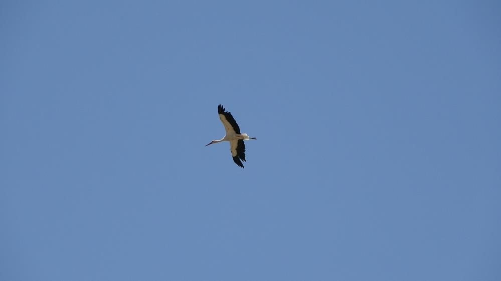 Muş Ovası’nın sevimli misafirleri leylekler, yavrularını uzun göçe hazırlıyor - Sayfa 9