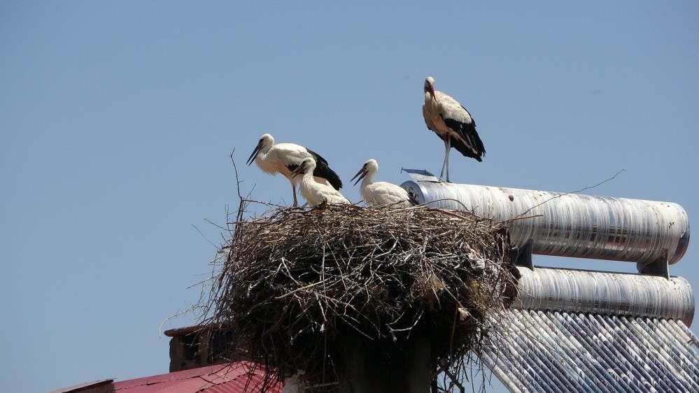 Muş Ovası’nın sevimli misafirleri leylekler, yavrularını uzun göçe hazırlıyor - Sayfa 10