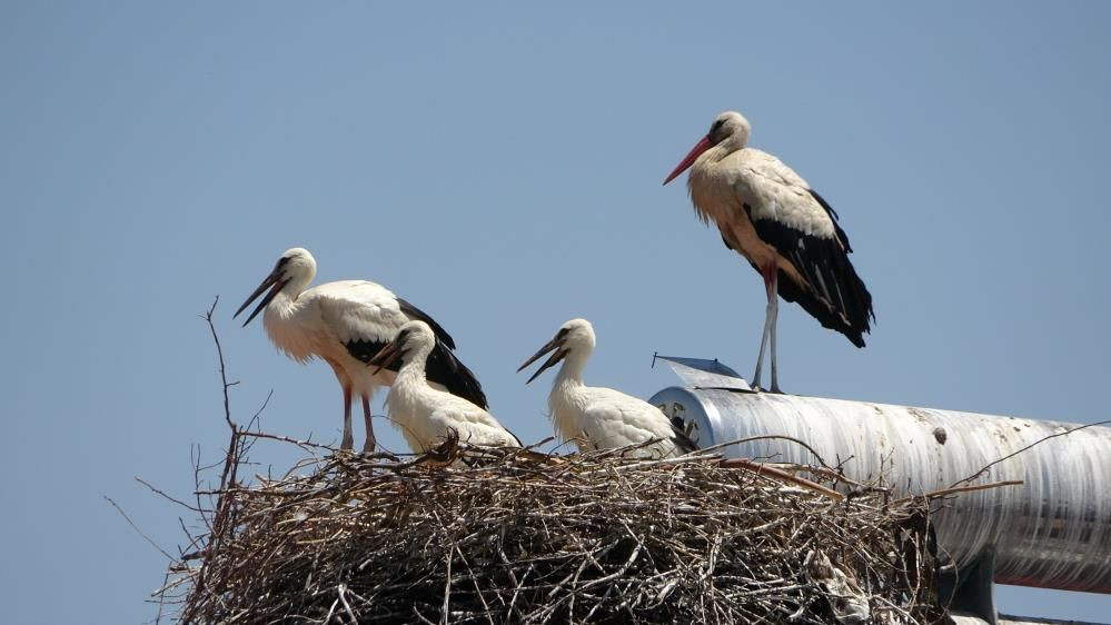Muş Ovası’nın sevimli misafirleri leylekler, yavrularını uzun göçe hazırlıyor - Sayfa 12