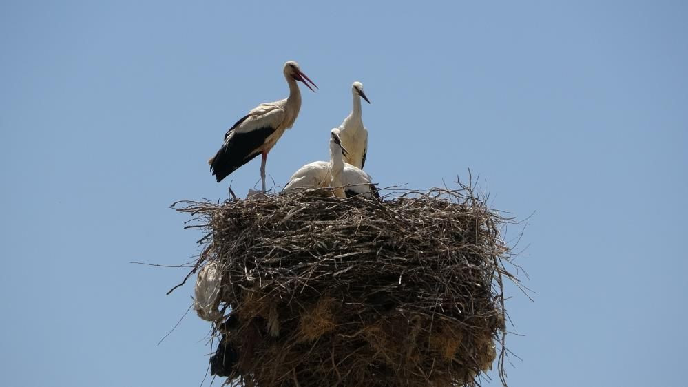 Muş Ovası’nın sevimli misafirleri leylekler, yavrularını uzun göçe hazırlıyor - Sayfa 13