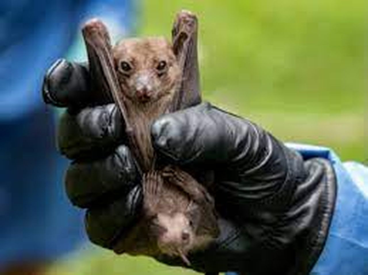 Marburg humması salgını! Aşısı ve özel tedavisi yok, ölüm oranı yüzde 90'a ulaşıyor - Sayfa 7