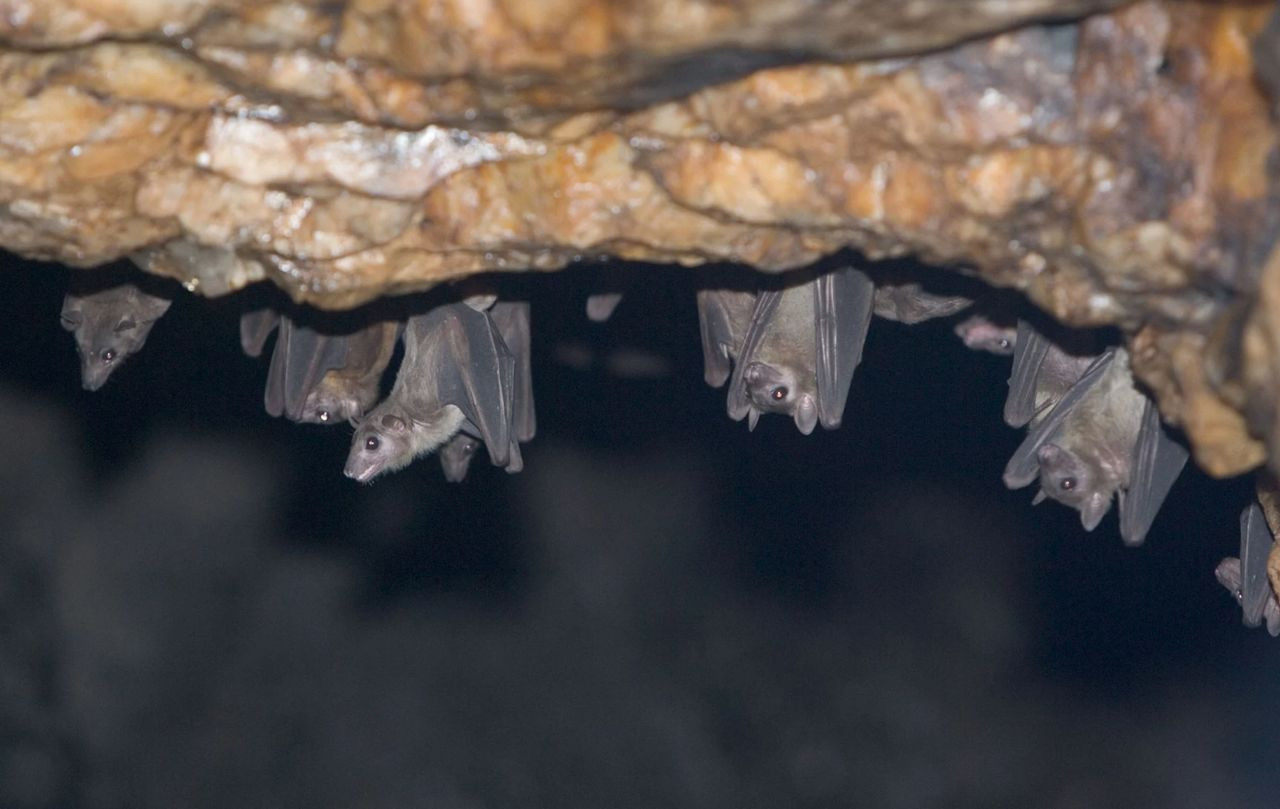 Marburg humması salgını! Aşısı ve özel tedavisi yok, ölüm oranı yüzde 90'a ulaşıyor - Sayfa 11