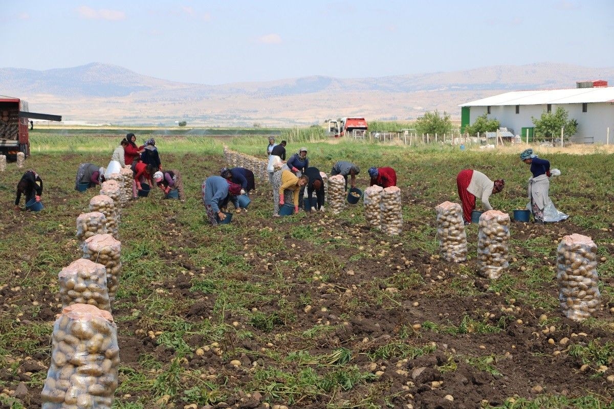 Kilo fiyatı 7 liraya kadar çıkan patates ile çiftçi bayram edecek - Sayfa 5