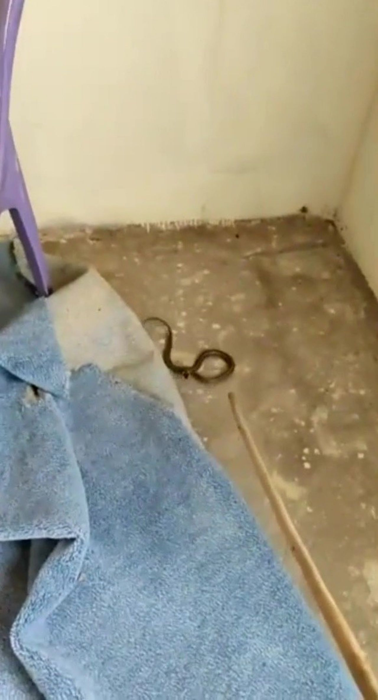 Hakkari’de yılanlarların bastığı evde yaşam mücadelesi - Sayfa 12