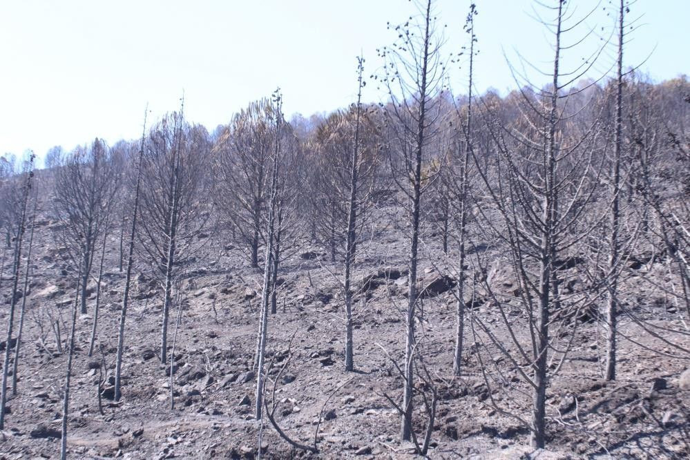 Seferihisar'daki her iki yangın da kontrol altında! - Sayfa 9