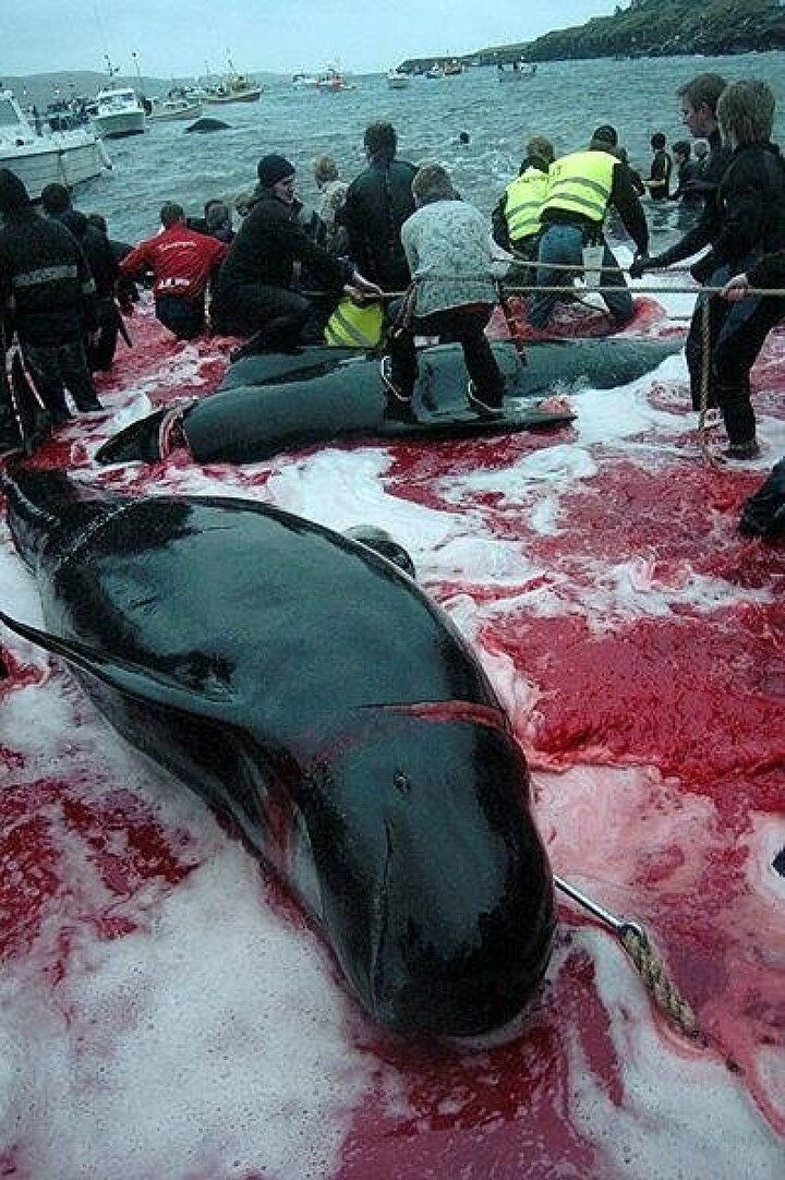 Festival değil katliam: Faroe Adaları'nda gelenek adı altında yunuslar katledildi! - Sayfa 5