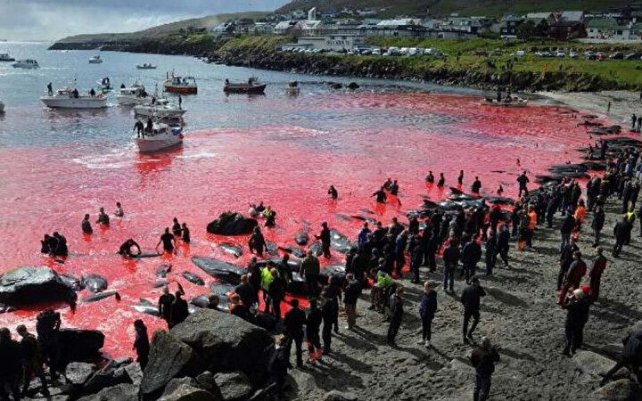 Festival değil katliam: Faroe Adaları'nda gelenek adı altında yunuslar katledildi! - Sayfa 7