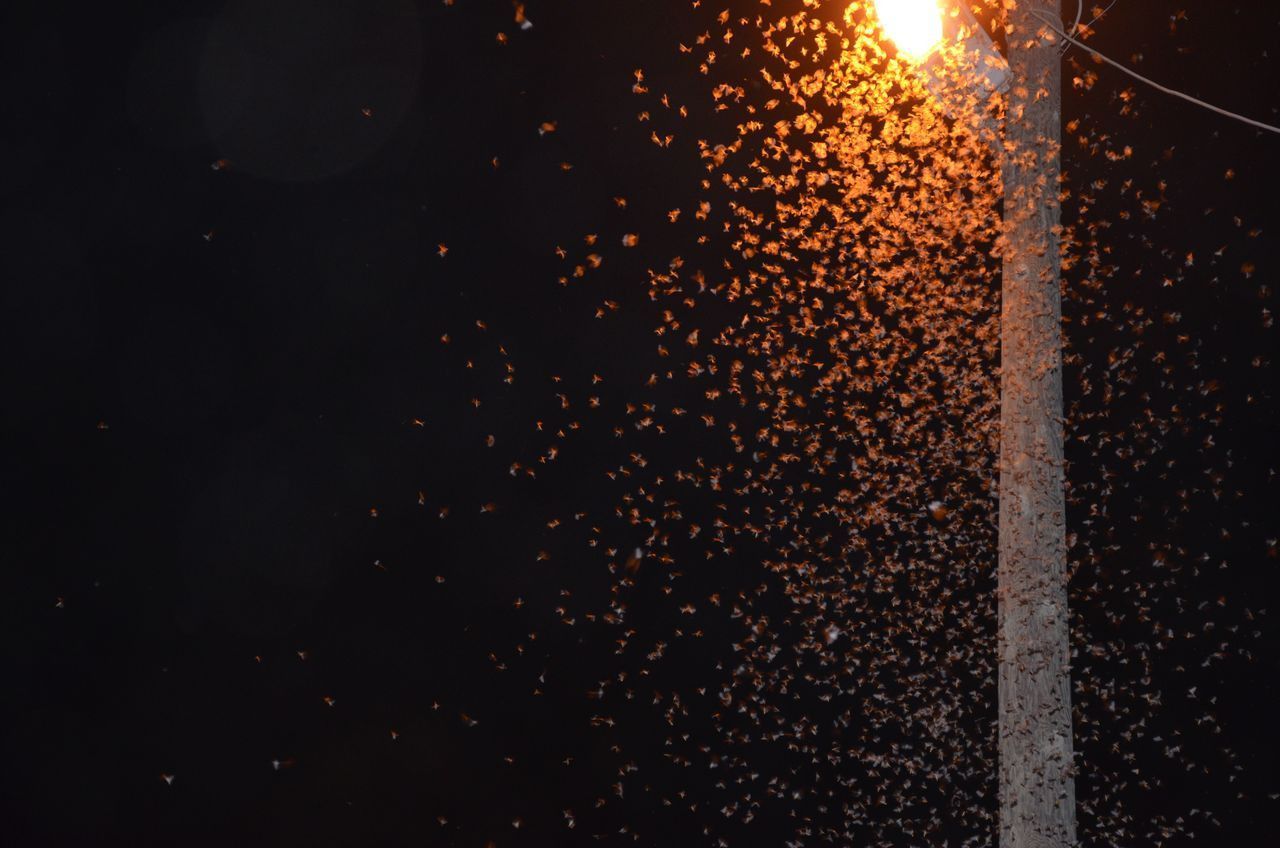 Şırnak’ta çekirge istilası! Bir hafta sürecek - Sayfa 5