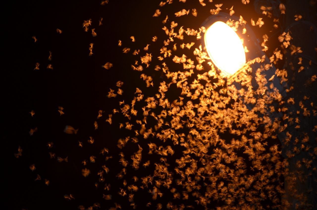 Şırnak’ta çekirge istilası! Bir hafta sürecek - Sayfa 7
