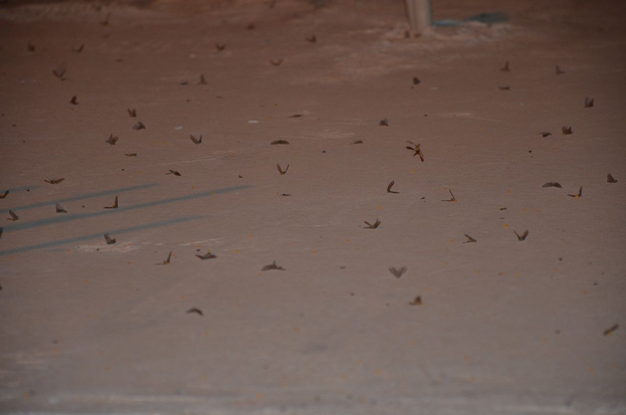 Şırnak’ta çekirge istilası! Bir hafta sürecek - Sayfa 6