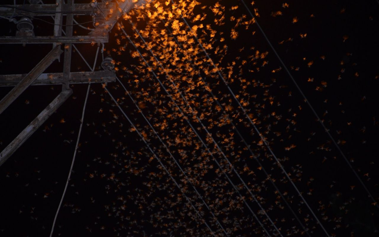 Şırnakta çekirge istilası: Vatandaşlar gece dışarı çıkamadı - Sayfa 5