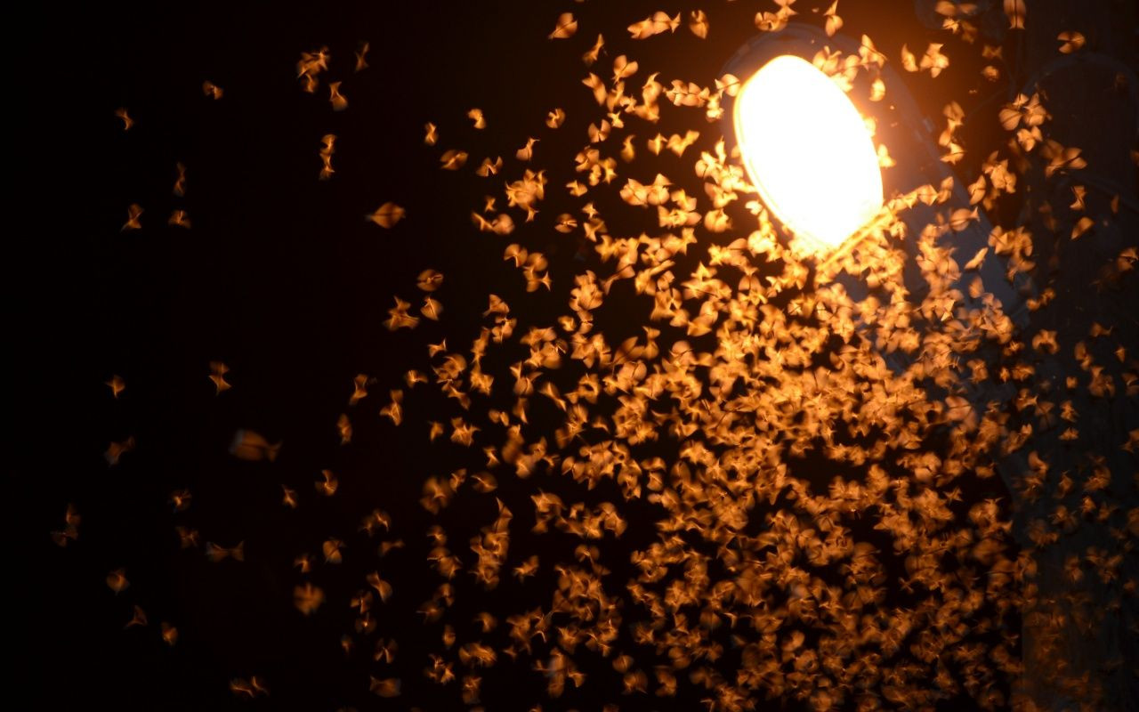 Şırnakta çekirge istilası: Vatandaşlar gece dışarı çıkamadı - Sayfa 6