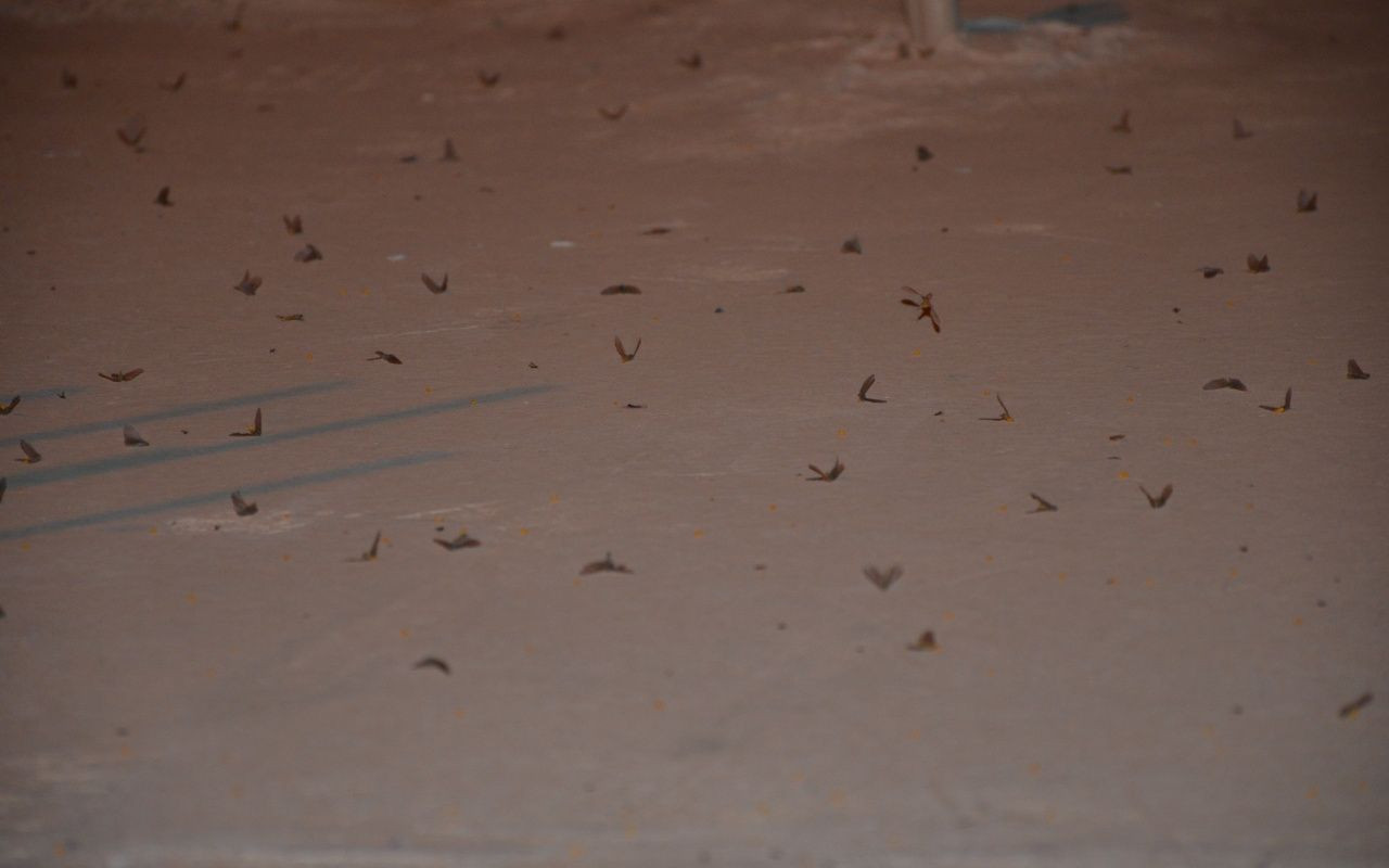 Şırnakta çekirge istilası: Vatandaşlar gece dışarı çıkamadı - Sayfa 7