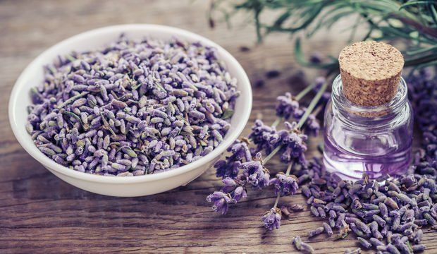 Yaz aylarının korkulu rüyası: Sinekleri uzak tutmanın yolları - Sayfa 6