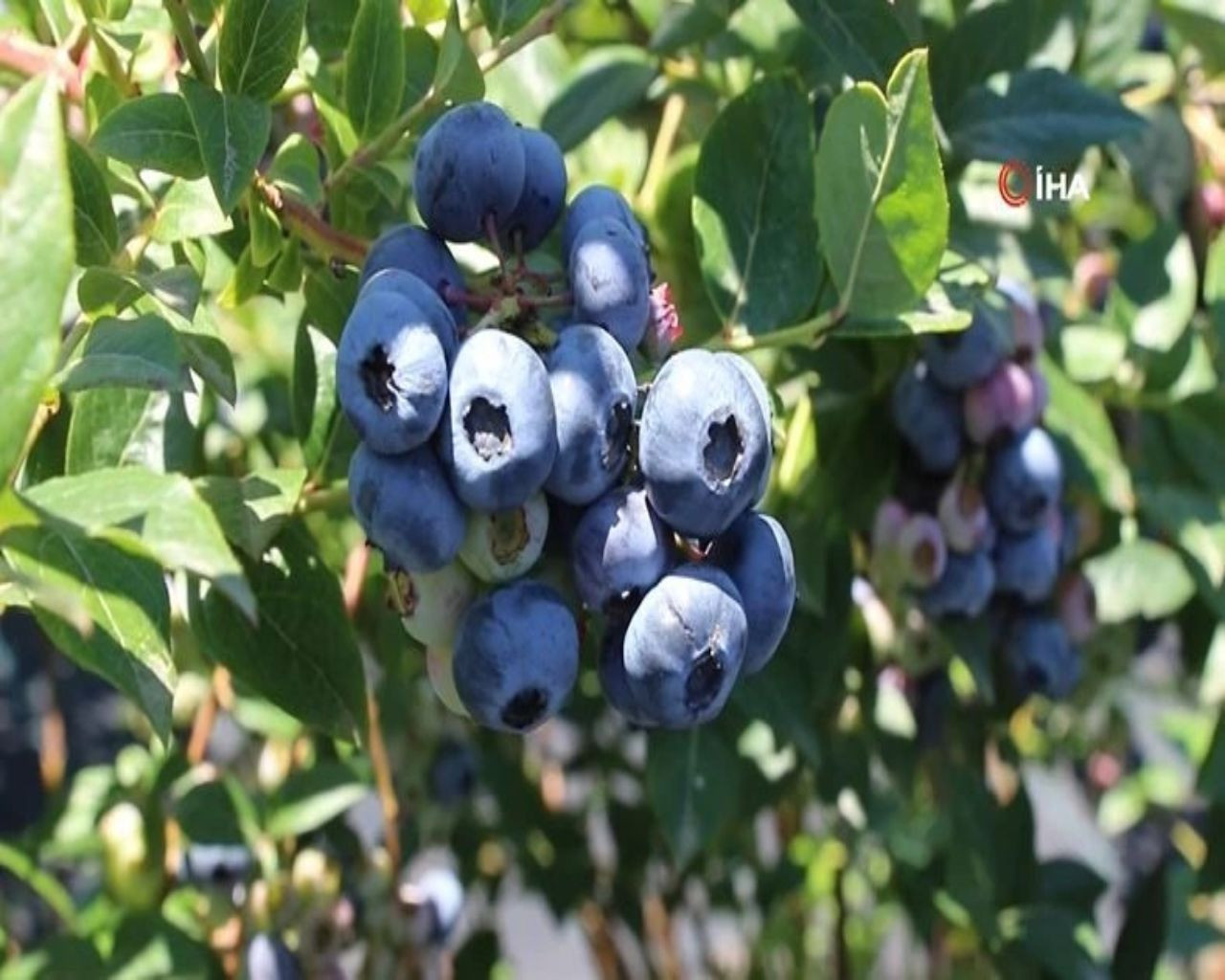 İnternette kilosu 150 TL'den satılıyor, yılda 300 bin TL kazandırıyor! Üreticisi paraya para demiyor - Sayfa 8