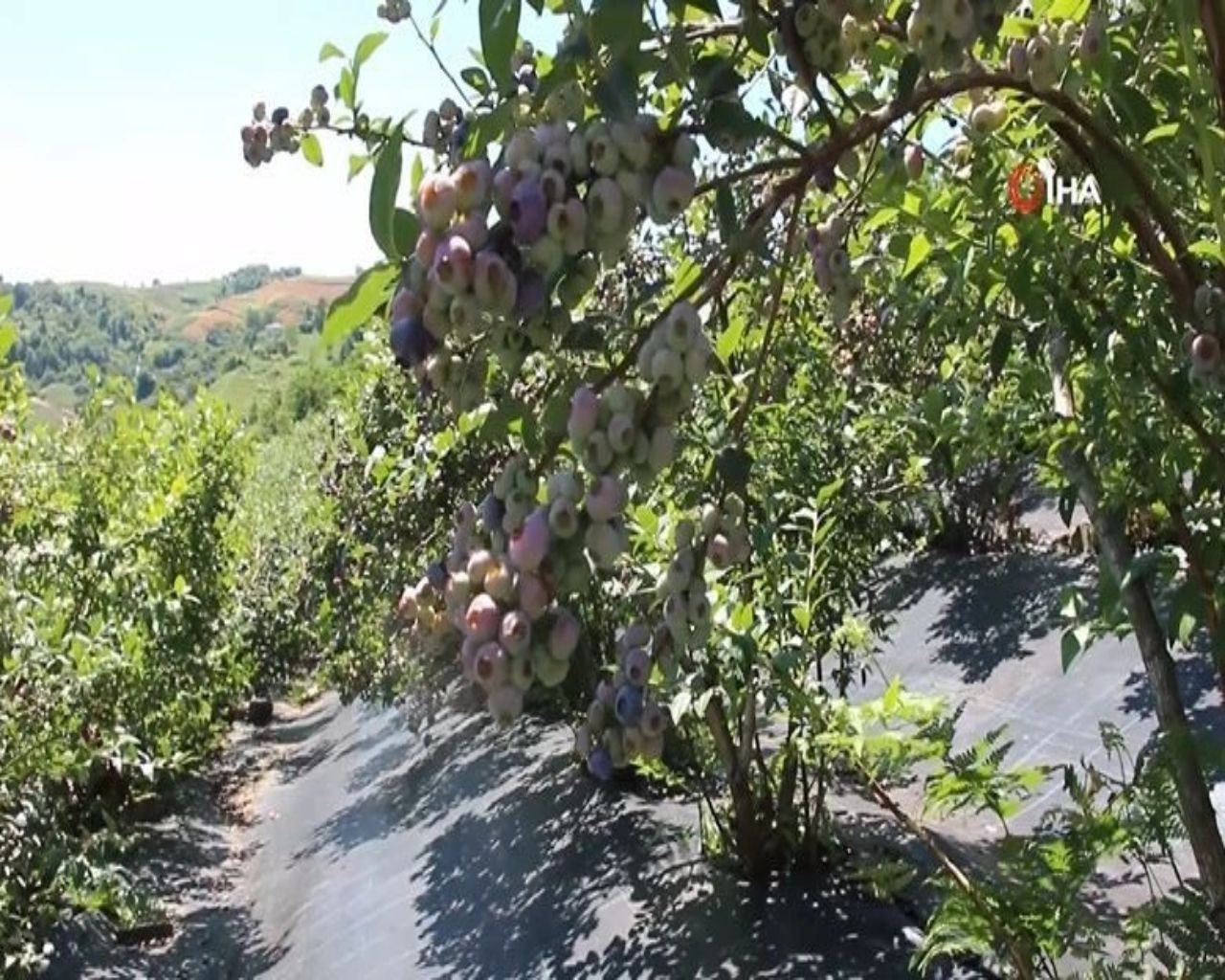 İnternette kilosu 150 TL'den satılıyor, yılda 300 bin TL kazandırıyor! Üreticisi paraya para demiyor - Sayfa 12