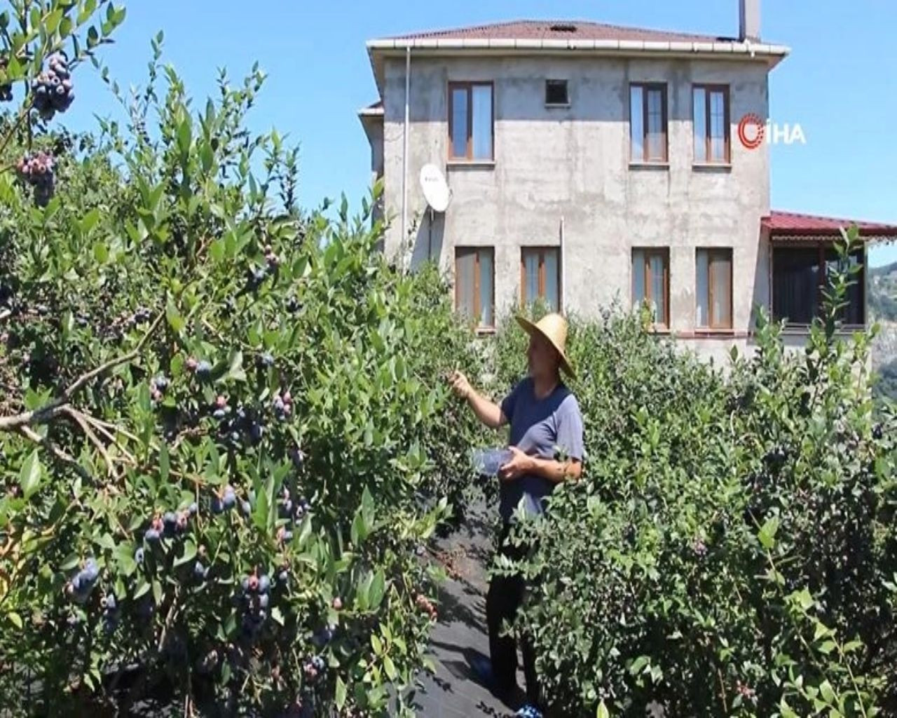 İnternette kilosu 150 TL'den satılıyor, yılda 300 bin TL kazandırıyor! Üreticisi paraya para demiyor - Sayfa 11
