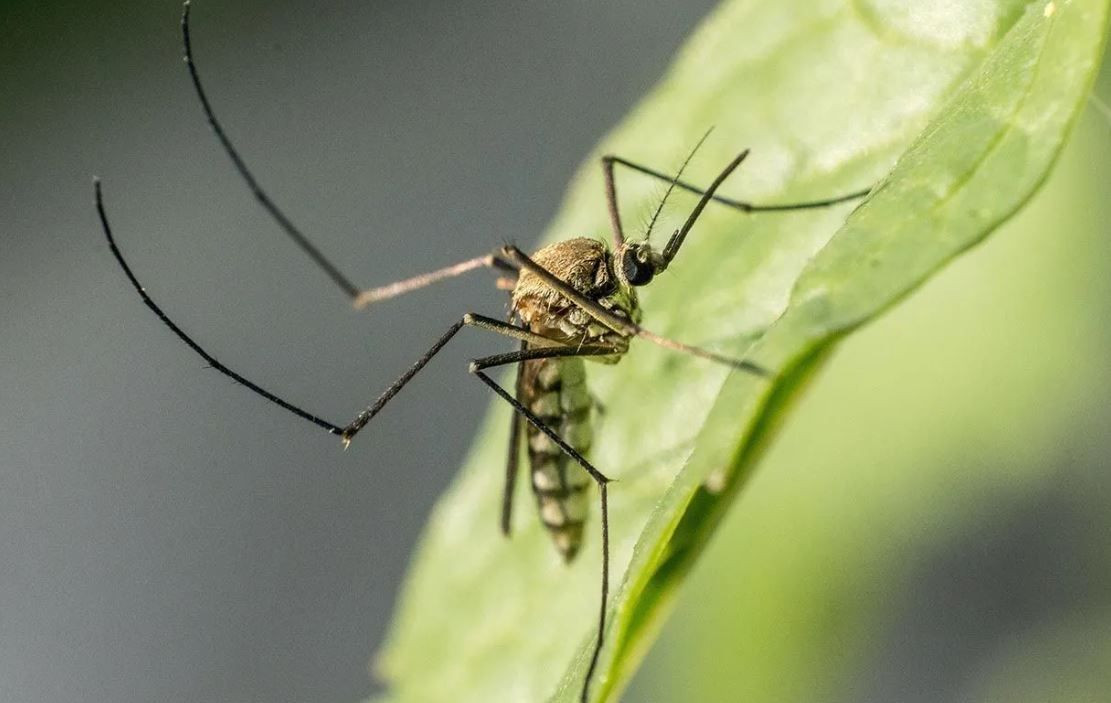 Uzmanından önemli sivrisinek uyarısı: "Bu belirtiler varsa mutlaka uzmana başvurulmalı" - Sayfa 6