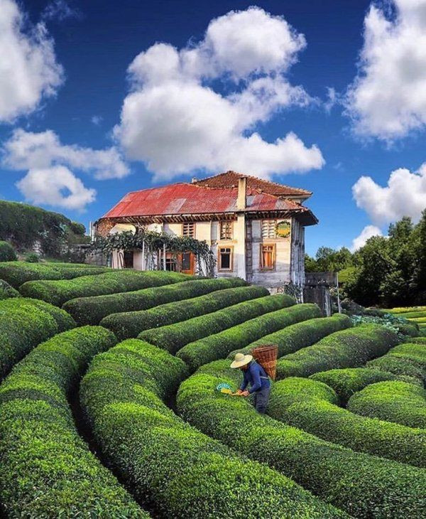 Çayın memleketi Rize’de doğayla baş başa kalabileceğiniz yerler ve meşhur yemekler listesi - Sayfa 8