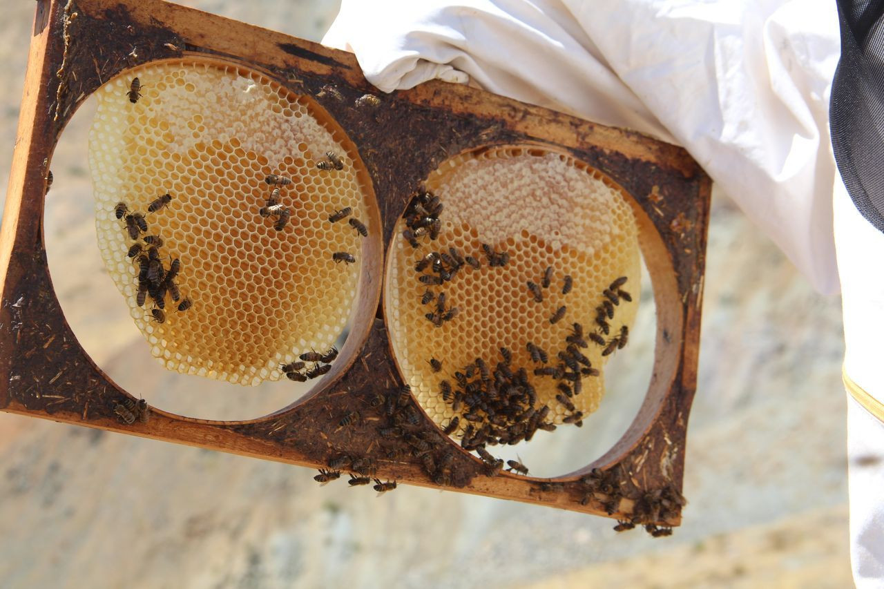 İklim değişikliği florayı etkiledi, arıcılar mağdur oldu - Sayfa 8