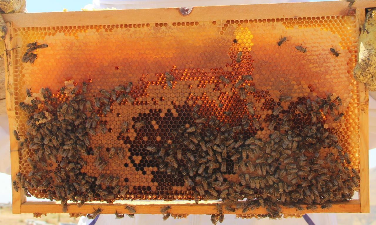 İklim değişikliği florayı etkiledi, arıcılar mağdur oldu - Sayfa 12