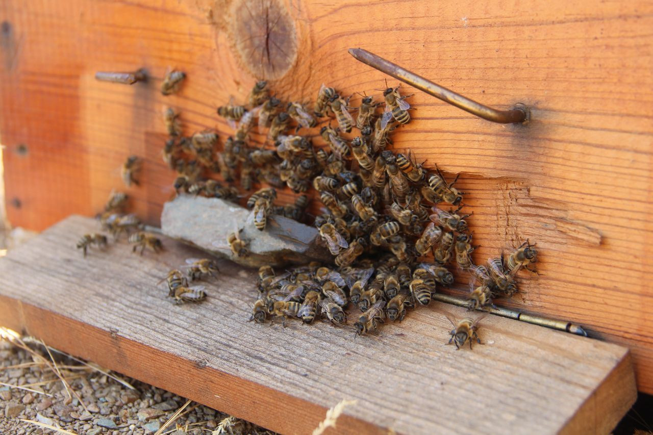 İklim değişikliği florayı etkiledi, arıcılar mağdur oldu - Sayfa 13