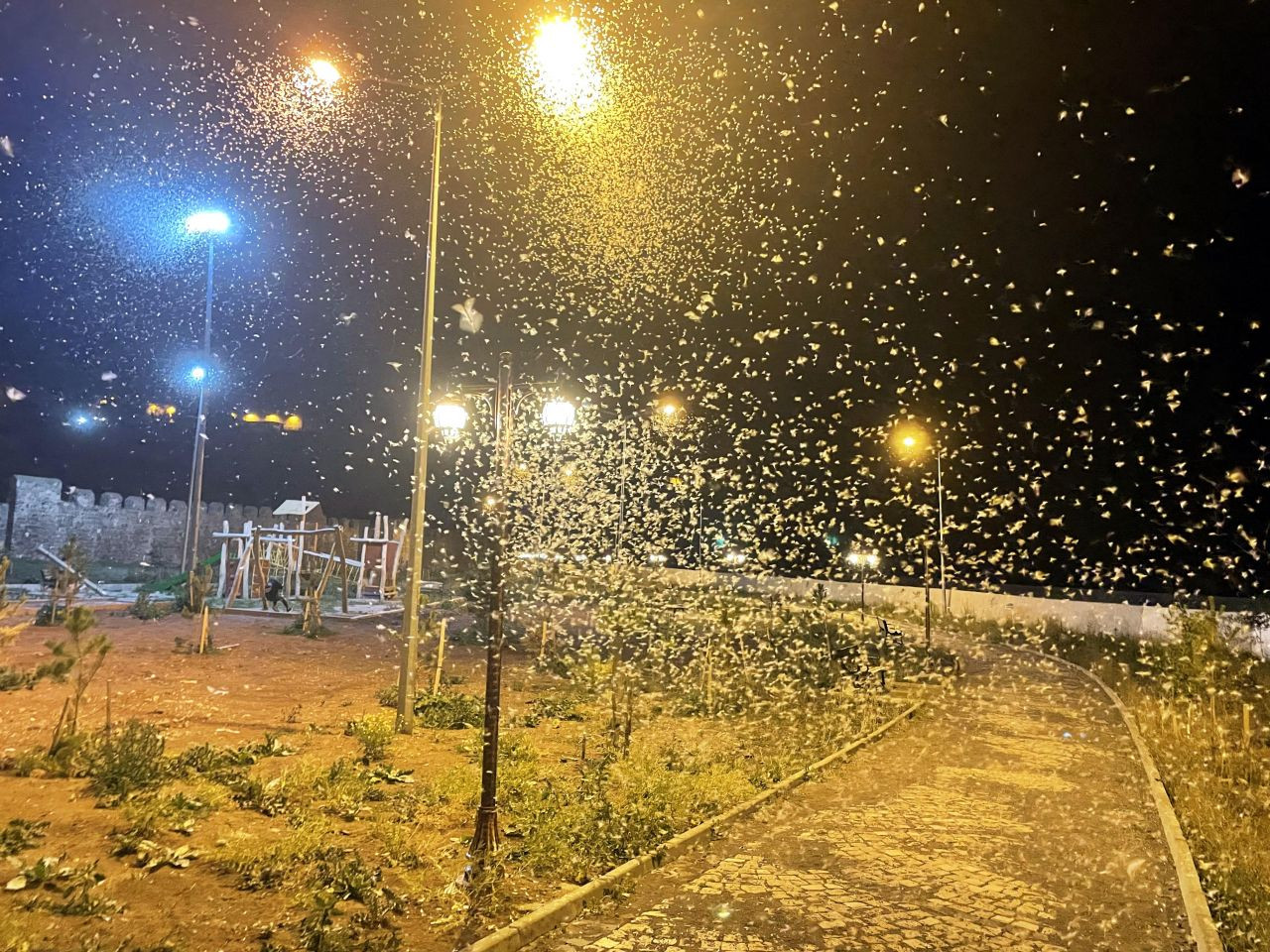 Ardahan'da vatandaşlar mayıs sineklerinin ölüm uçuşunu izledi - Sayfa 5