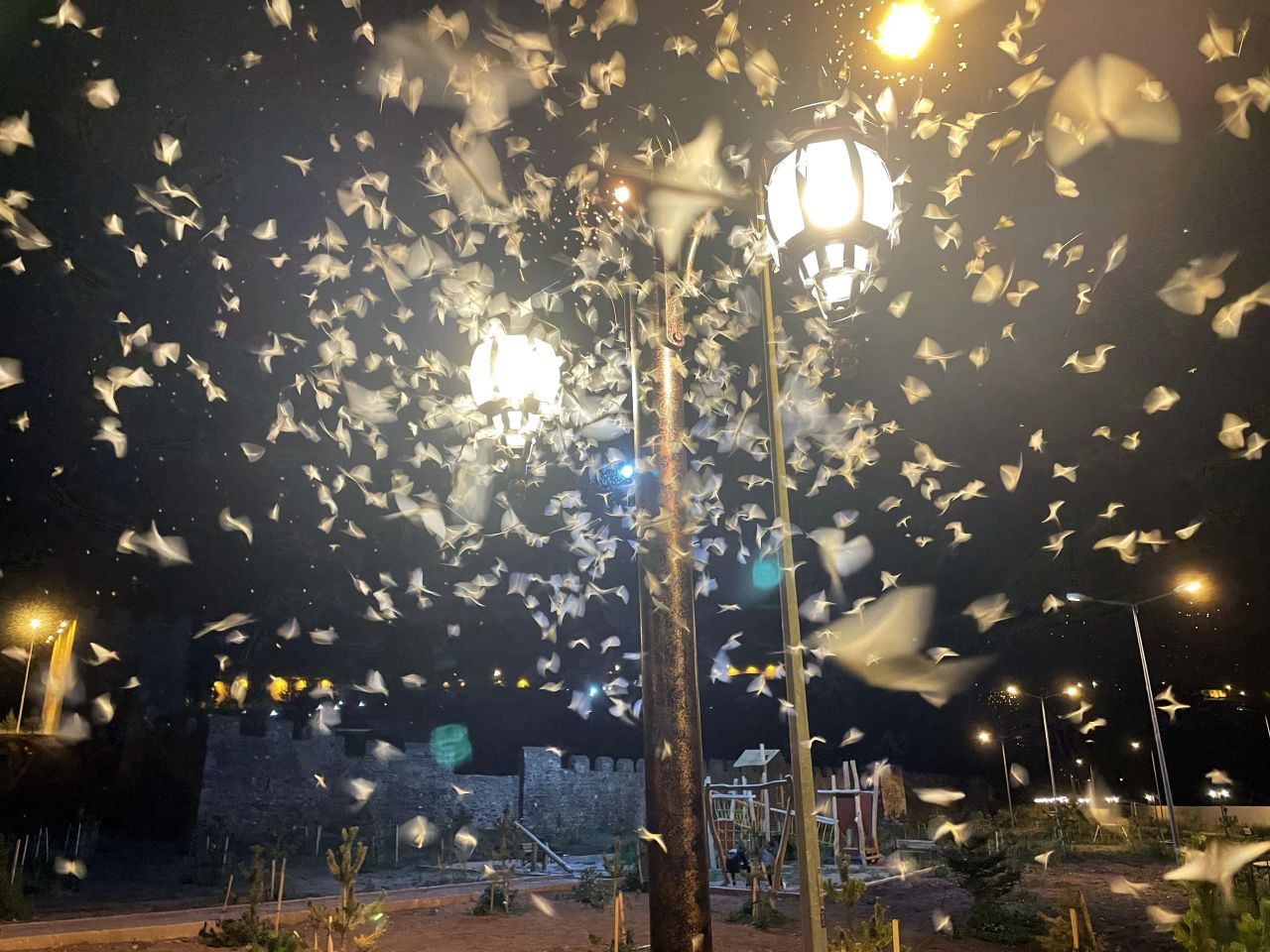 Ardahan'da vatandaşlar mayıs sineklerinin ölüm uçuşunu izledi - Sayfa 10