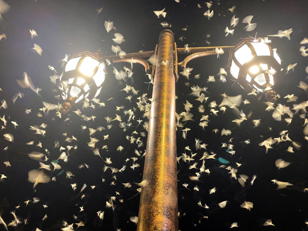 Ardahan'da vatandaşlar mayıs sineklerinin ölüm uçuşunu izledi - Sayfa 11