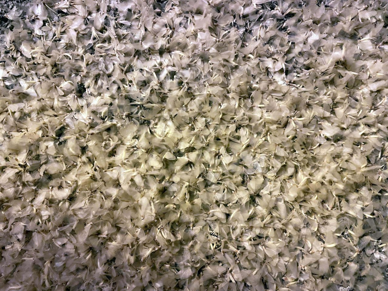 Ardahan'da vatandaşlar mayıs sineklerinin ölüm uçuşunu izledi - Sayfa 12