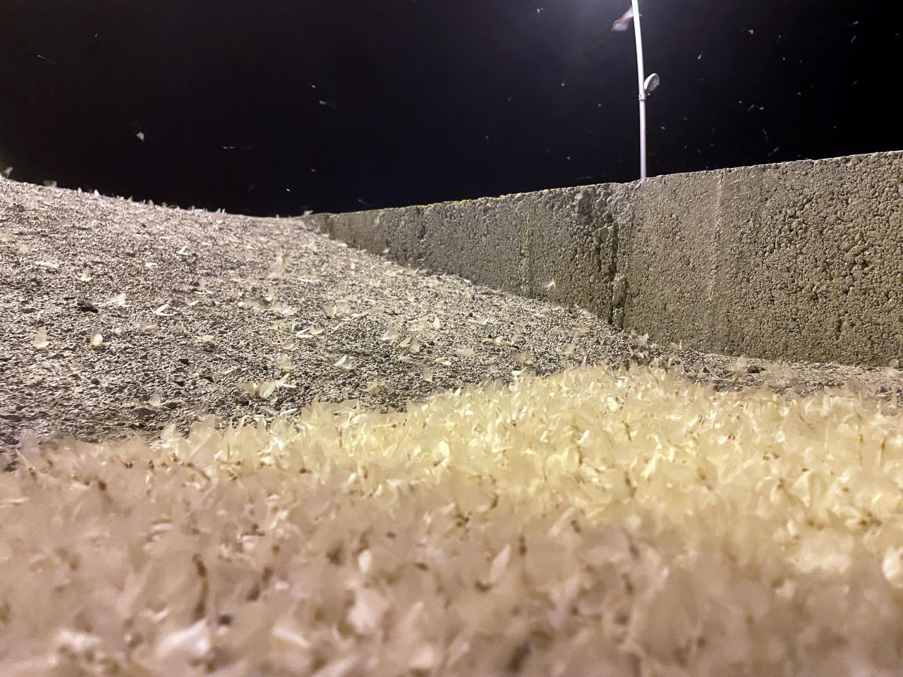 Ardahan'da vatandaşlar mayıs sineklerinin ölüm uçuşunu izledi - Sayfa 13