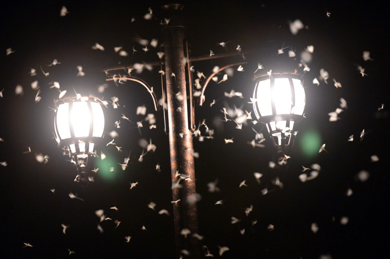 Ardahan'da vatandaşlar mayıs sineklerinin ölüm uçuşunu izledi - Sayfa 15