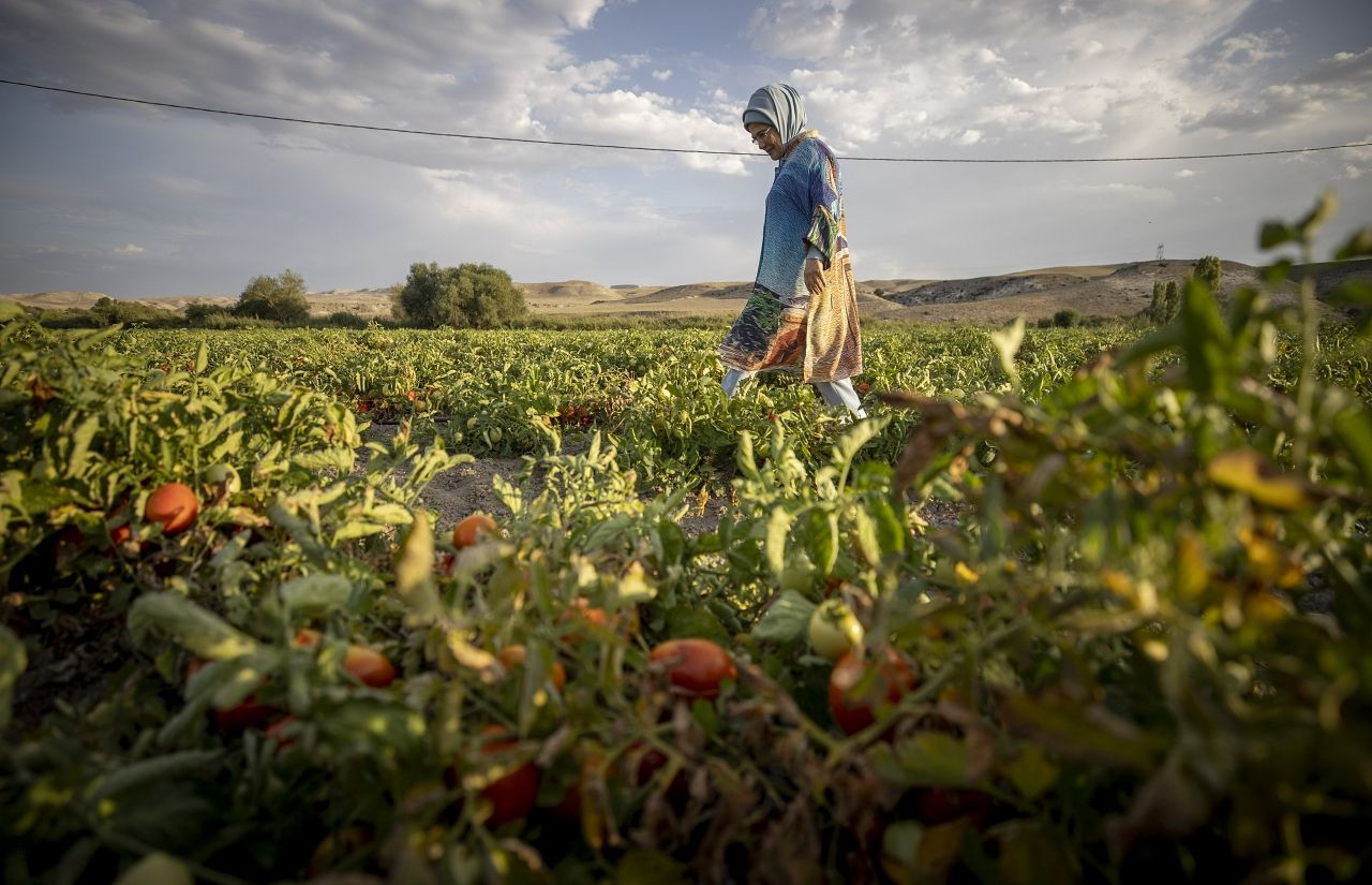 Emine Erdoğan tarlada kadın çiftçilerle domates toplayıp kışlık menemen yaptı - Sayfa 7