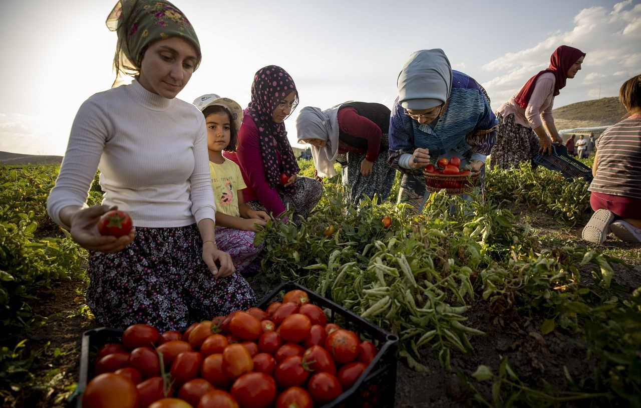 Emine Erdoğan tarlada kadın çiftçilerle domates toplayıp kışlık menemen yaptı - Sayfa 13