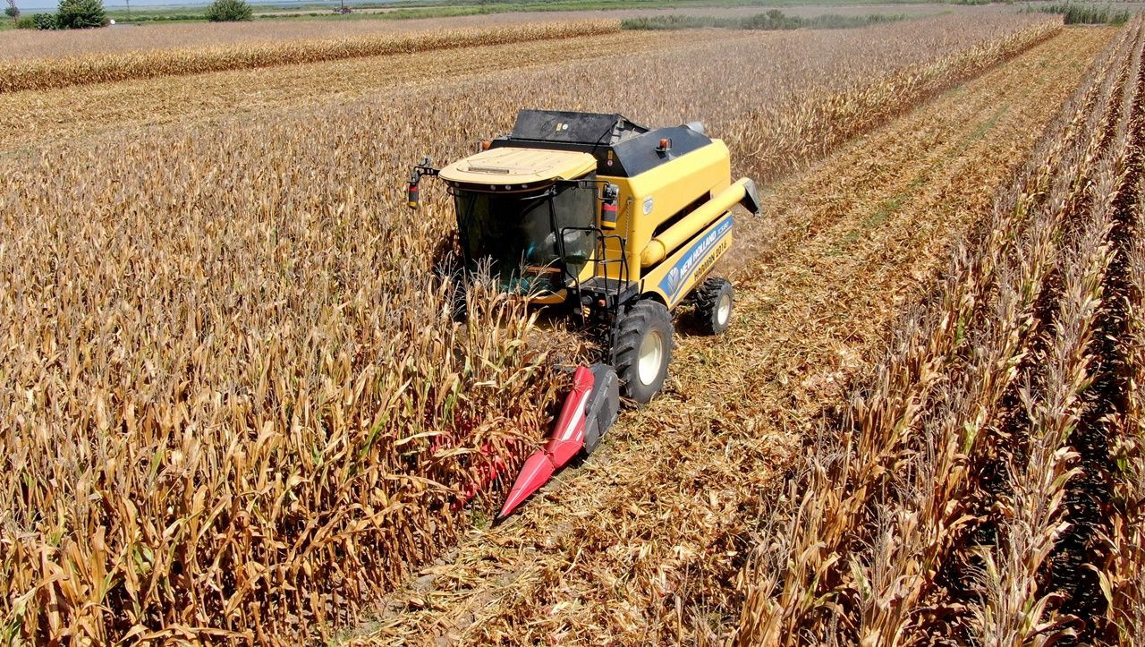 Adana’da ilk kez kumda mısır yetiştirildi, alınan verim çiftçileri şaşırttı - Sayfa 10