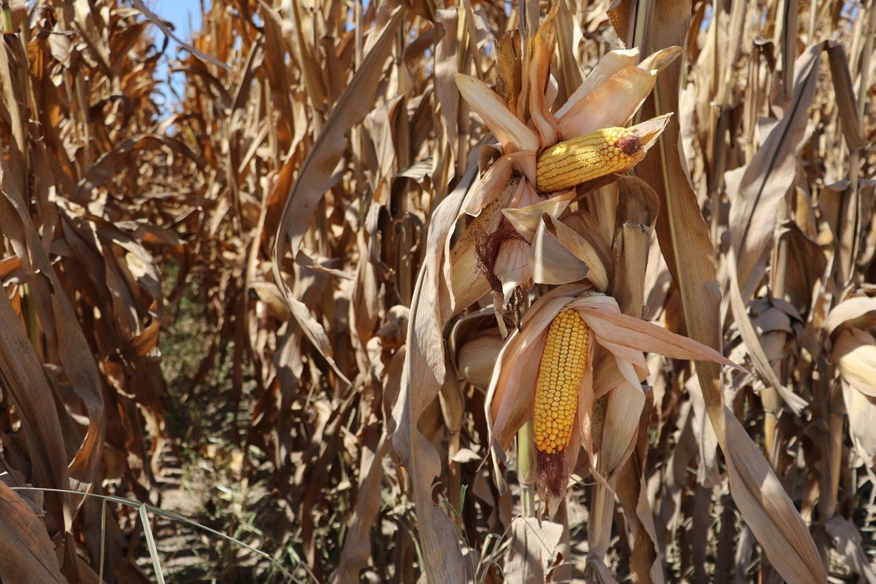 Adana’da ilk kez kumda mısır yetiştirildi, alınan verim çiftçileri şaşırttı - Sayfa 8