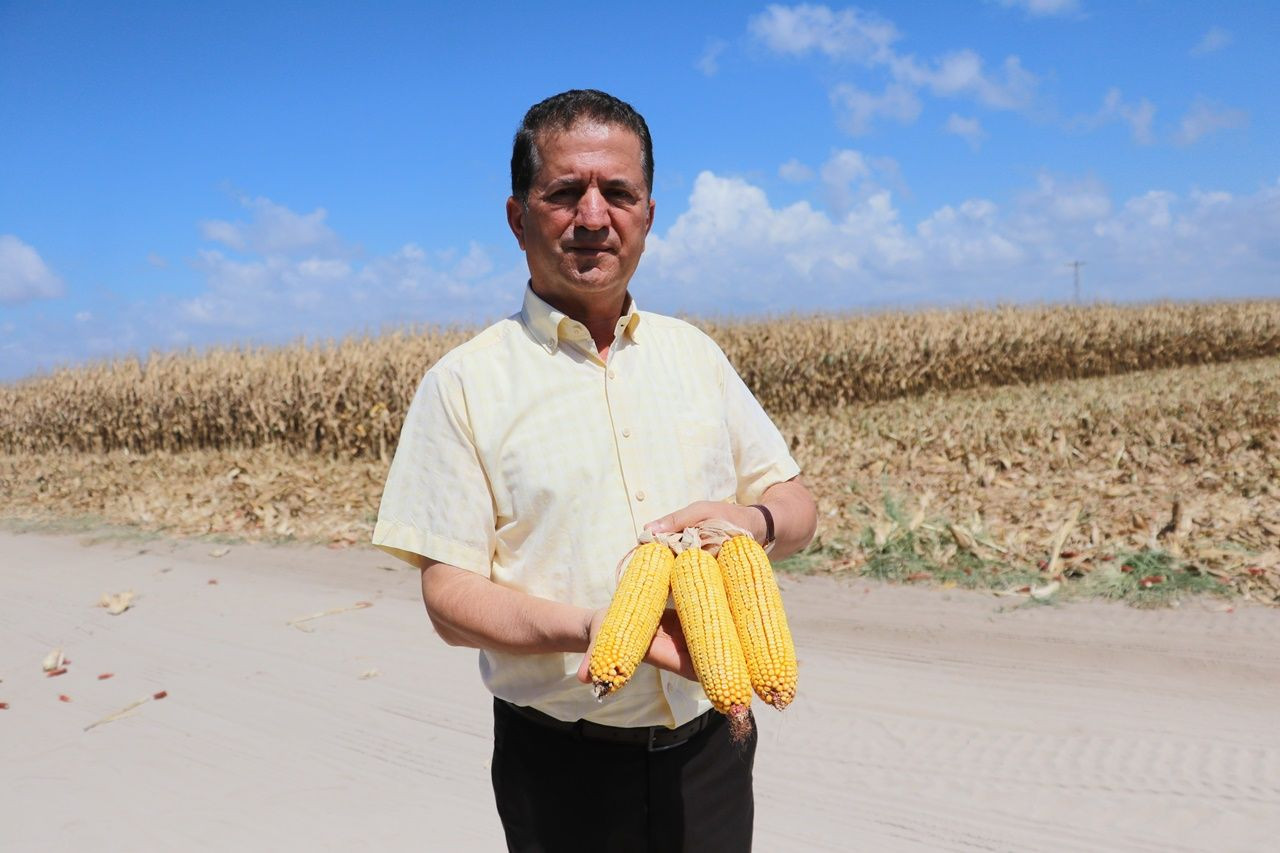 Adana’da ilk kez kumda mısır yetiştirildi, alınan verim çiftçileri şaşırttı - Sayfa 5