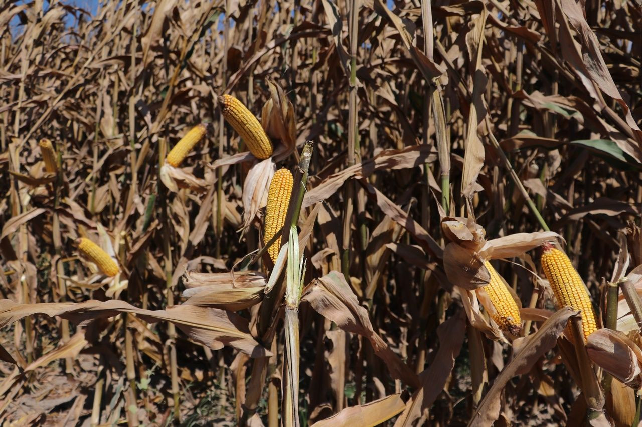 Adana’da ilk kez kumda mısır yetiştirildi, alınan verim çiftçileri şaşırttı - Sayfa 6
