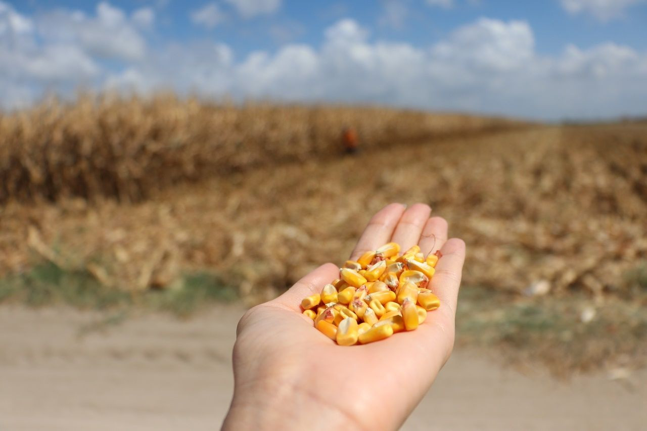 Adana’da ilk kez kumda mısır yetiştirildi, alınan verim çiftçileri şaşırttı - Sayfa 7
