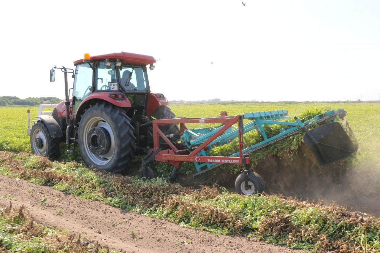 Adana’da hasadı başlayan yer fıstığı, Türkiye'deki yer fıstığı üretiminin yarısını karşılıyor - Sayfa 5
