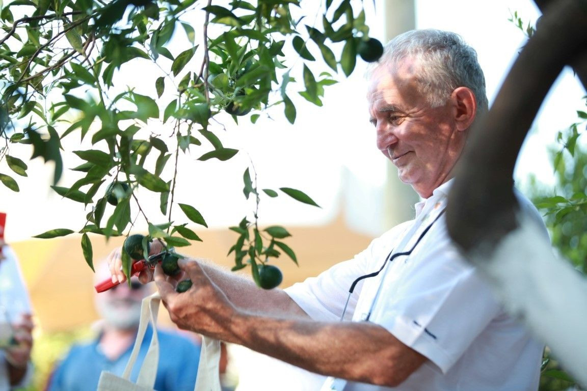 Coğrafi işaret tescilli Bodrum mandalinasına dijital kimlik verilecek - Sayfa 5