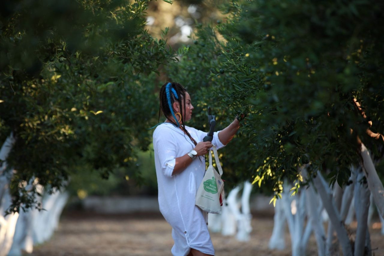 Coğrafi işaret tescilli Bodrum mandalinasına dijital kimlik verilecek - Sayfa 7