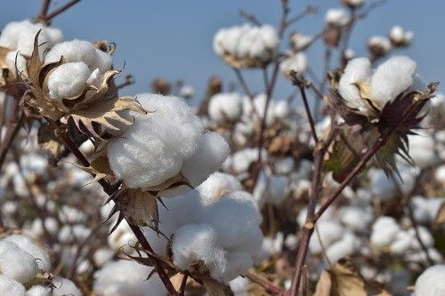 Aydın’da pamuk fiyatlarının artmasıyla birlikte pamuk üretim alanlarında ve ekiminde artış yaşandı - Sayfa 5