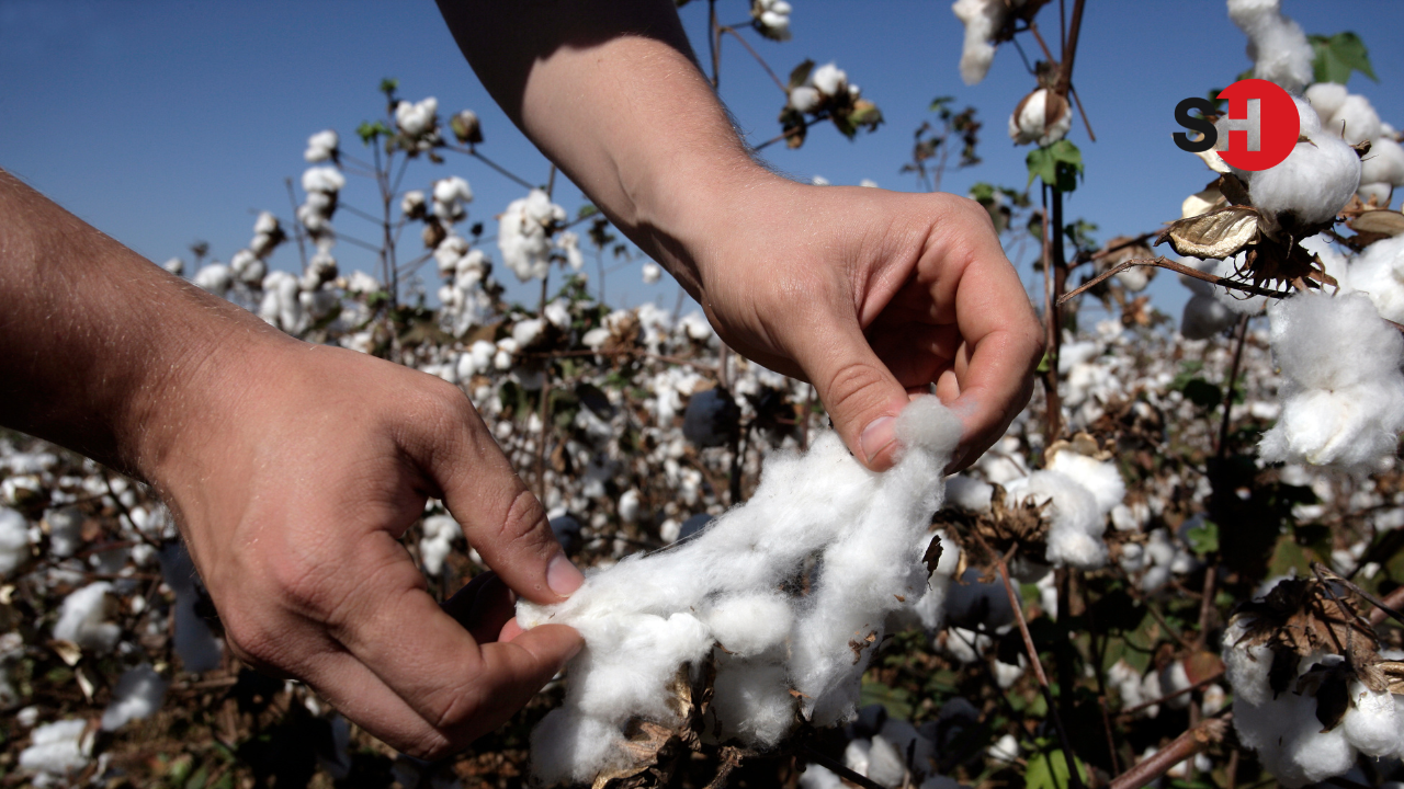 Aydın’da pamuk fiyatlarının artmasıyla birlikte pamuk üretim alanlarında ve ekiminde artış yaşandı - Sayfa 7