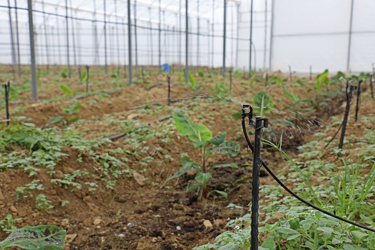 Antalya Büyükşehir Belediyesi tarafından yapılan sulama tesisi ile 5 bin dekar alanda tarımsal faaliyetler başladı - Sayfa 5