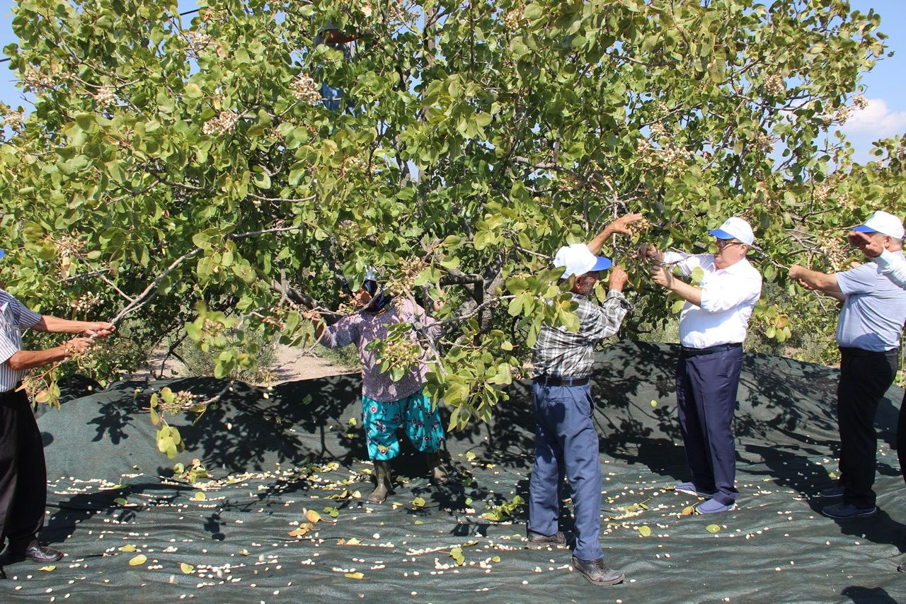 Manisa’da üretilen Antep fıstığından 150 milyon TL gelir elde edildi, yüksek verim ve rekolte çiftçilerin yüzünü güldürdü - Sayfa 5