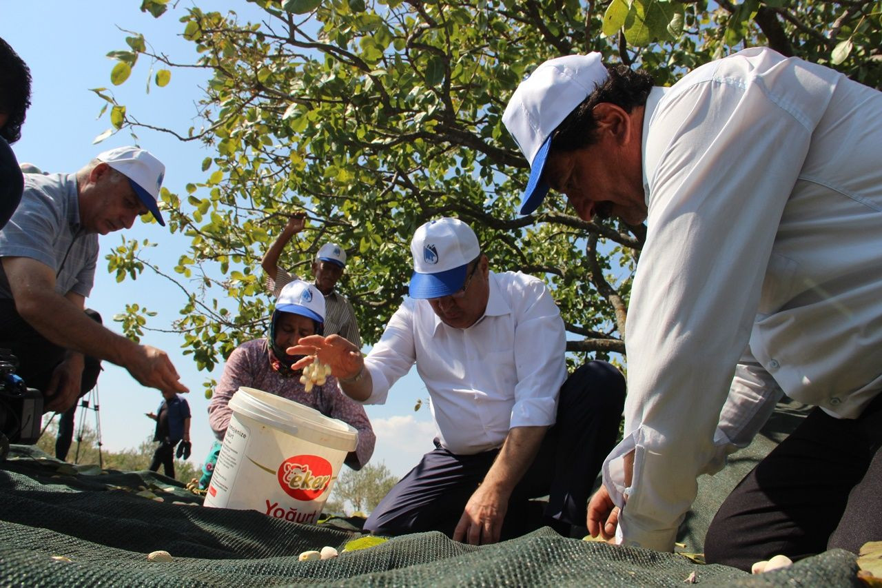 Manisa’da üretilen Antep fıstığından 150 milyon TL gelir elde edildi, yüksek verim ve rekolte çiftçilerin yüzünü güldürdü - Sayfa 6