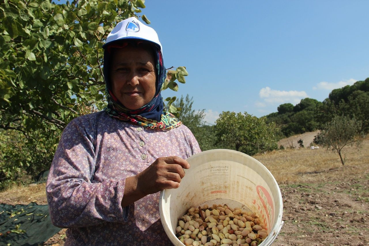 Manisa’da üretilen Antep fıstığından 150 milyon TL gelir elde edildi, yüksek verim ve rekolte çiftçilerin yüzünü güldürdü - Sayfa 8